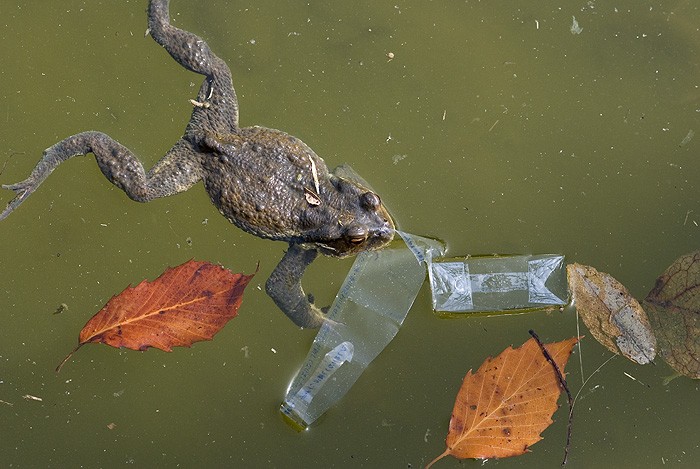 frog in dirty water